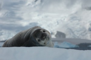 Antartica 13