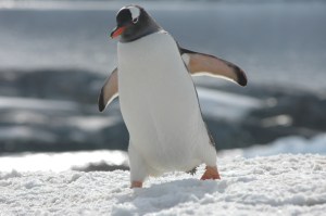 Antartica 23