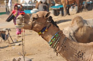 camel for sale