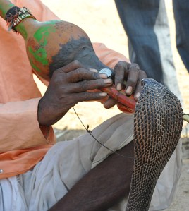 snake charmer